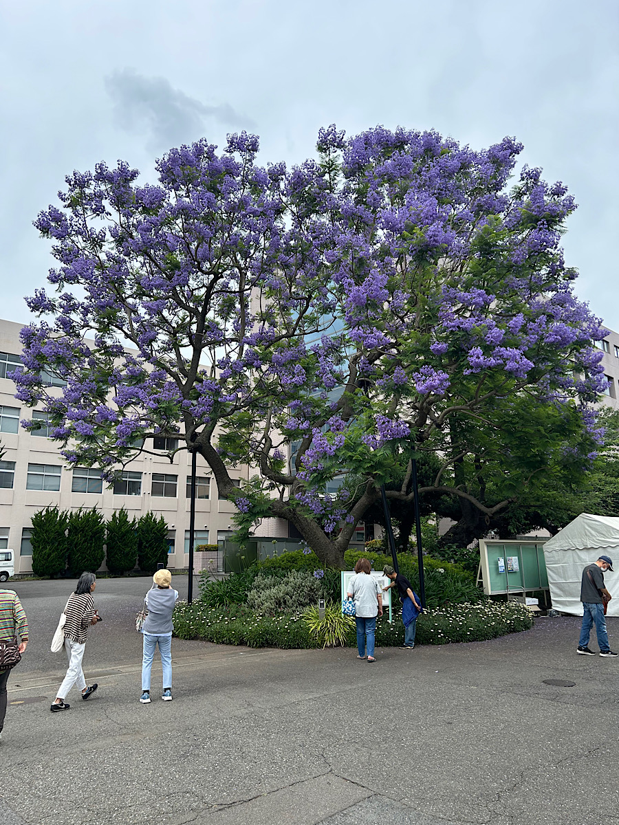 「貴乃花記念館」(神奈川歯科大学内) 完成のお知らせ。(2026年6月14日開館)<